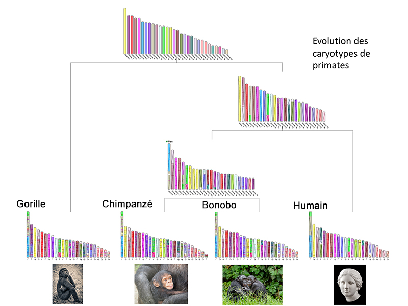 évolution des carotypes de primates