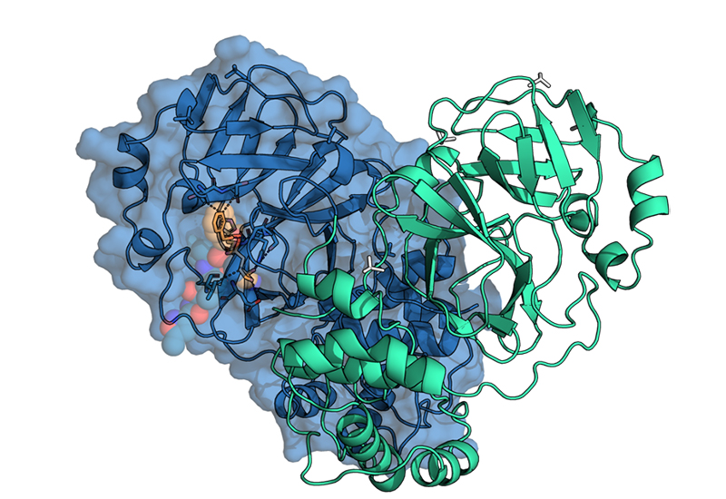 Représentation de la main protease SARS-CoV2, ciblée par Aqemia