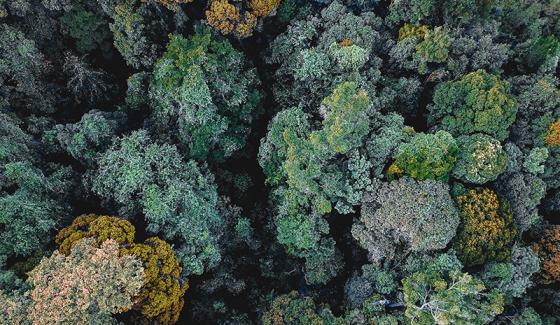 Les émissions de carbone dues à la déforestation sont plus compensées par l’accélération de la croissance des forêts que par la reforestation