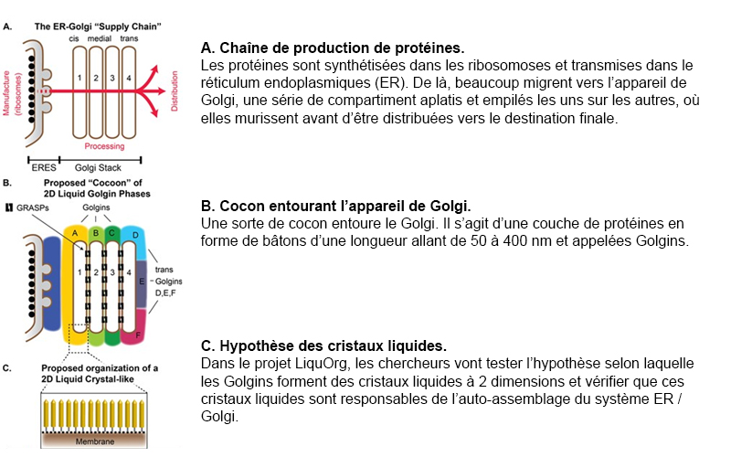 Le projet LiquOrg: Auto-organisation du système ER/Golgi par des cristaux liquides © Frédéric Pincet