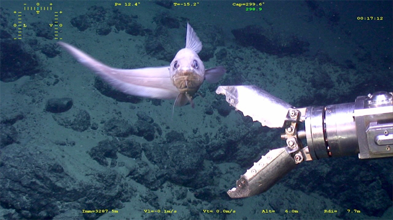  Image prise par le sous-marin téléopéré (ROV) Victor 6000, qui sera modernisé par DeepSea'nnovation 
