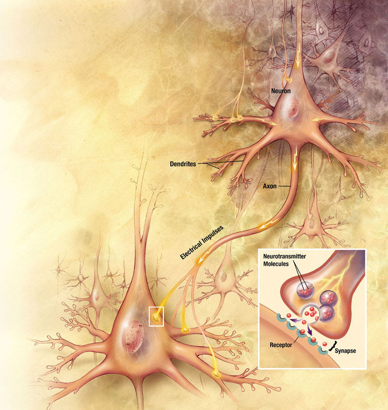 Schéma simplifié d’une transmission d’information entre deux neurones. À droite, détail d’une synapse © Wikimedia, licence Creative Commons