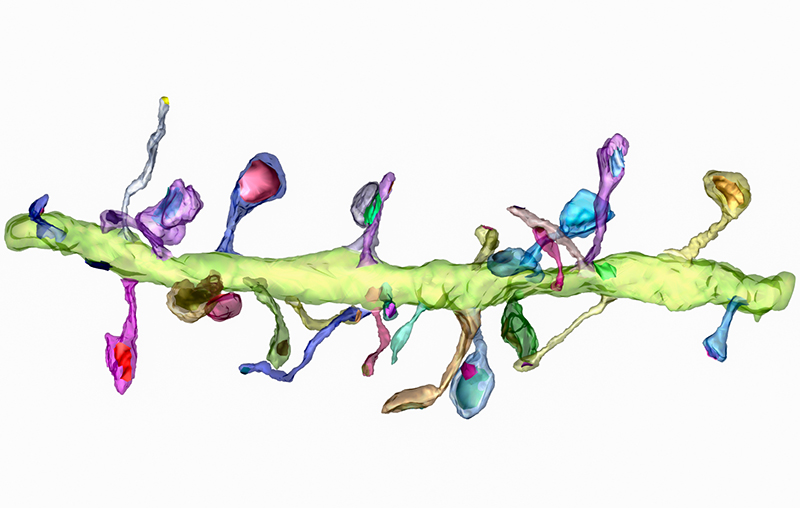 Reconstruction tridimensionnelle d'une dendrite, prolongement ramifié du neurone, en microscopie électronique. Les dendrites des neurones pyramidaux du cortex sont couverts d'épines qui forment les synapses excitatrices. (© Olivier Gémin)